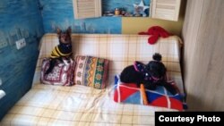 Собак Юлії Мельникової Дорі і Фібі також евакуювали човном