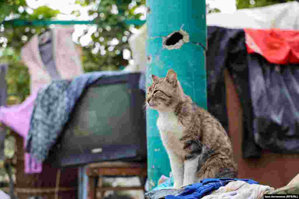 На подвір’ї Миколи і Любові лишився один кіт. Інший зник. Жінка каже, що, ймовірно, він втопився