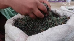 شنې د ژمي ګرمه غرنۍ مېوه شنې د ژمي ګرمه غرنۍ مېوه