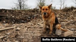 Собака сидить серед останків у дворі будинку, який постраждав від російського військового удару. Світлина ілюстраційна