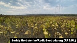 Аби розмінувати це поле, Володимир випалив врожай озимої пшениці