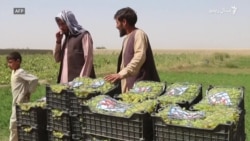 د پاکستانۍ روپۍ د ارزښت کمېدو په افغان کروندګرو څه اغېز کړی؟  د پاکستانۍ روپۍ د ارزښت کمېدو په افغان کروندګرو څه اغېز کړی؟