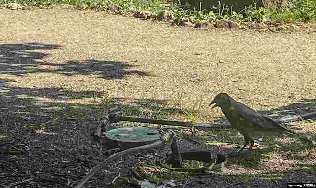 Ворона ищет воду у водопроводного колодца ботсада. Симферополь, середина июля 2024 г.
