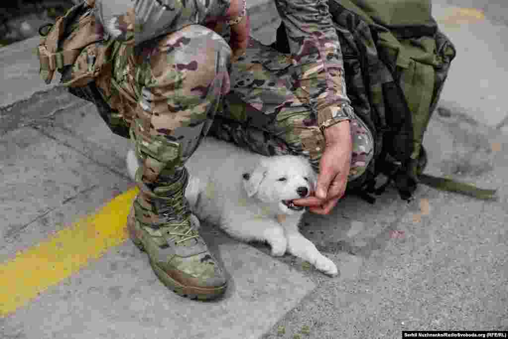 Євген везе додому доньці сюрприз – цуценя на ім'я Буаярд