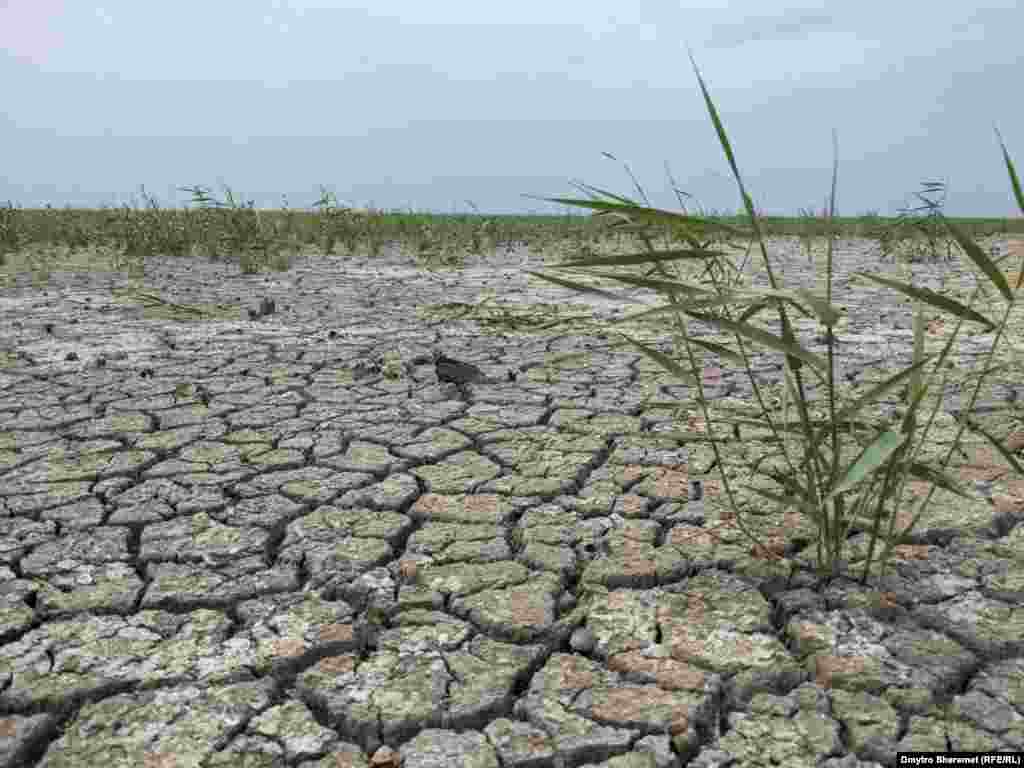 Дно колишнього Каховського водосховища активно заростає різними рослинами. У ніч руйнування Каховської гідроелектростанції (6 червня 2023 року) бійці 205-ї окремої мотострілецької «казачої» бригади РФ, яка контролювала ГЕС, мали перебувати «в готовності» та готувались до певних дій «по команді», зокрема до залишення території через «точку відходу», що було ускладнено, бо «все затоплено». Це випливає із перехоплення розмов військових 205-ї бригади РФ у ніч знищення греблі, яку наводять у спільному розслідуванні журналісти «Схем» (проєкт Радіо Свобода) та агенції «Слідство.Інфо».