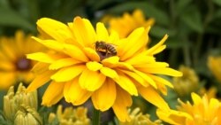 Hotel za pčele u Beogradu Hotel za pčele u Beogradu