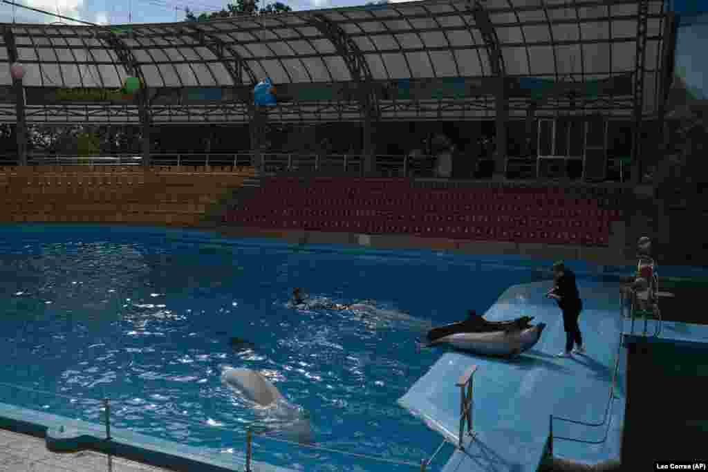 Румунія прийняла всіх, кого могла. Але дельфіни Зевс і Красуня та їхні дресирувальники залишилися в пошкодженому російськими обстрілами дельфінарії «Немо». Харків, фото від 21 вересня 2022 року
