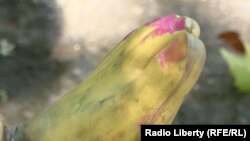 Протез Миколи Русецького