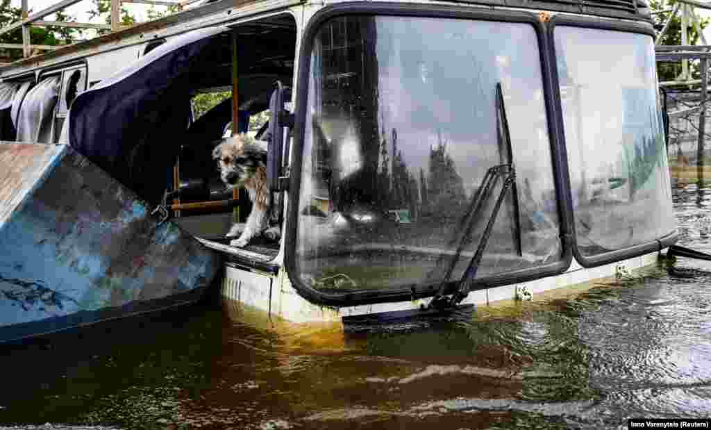 Собака на затопленной части Херсона на седьмой день после взрыва на  Каховской ГЭС. Херсон, 12 июня 2023 года.