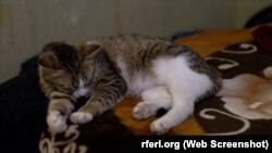Кішка, яку прихистили українські ексзасуджені у себе вдома