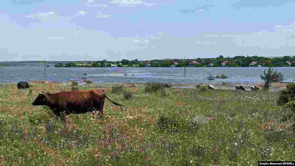Вода оточила село і перетворила його на острів