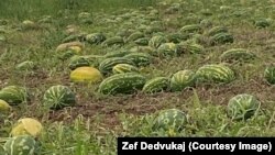 Plantaža lubenice u Malesiji nadomak Podgorice