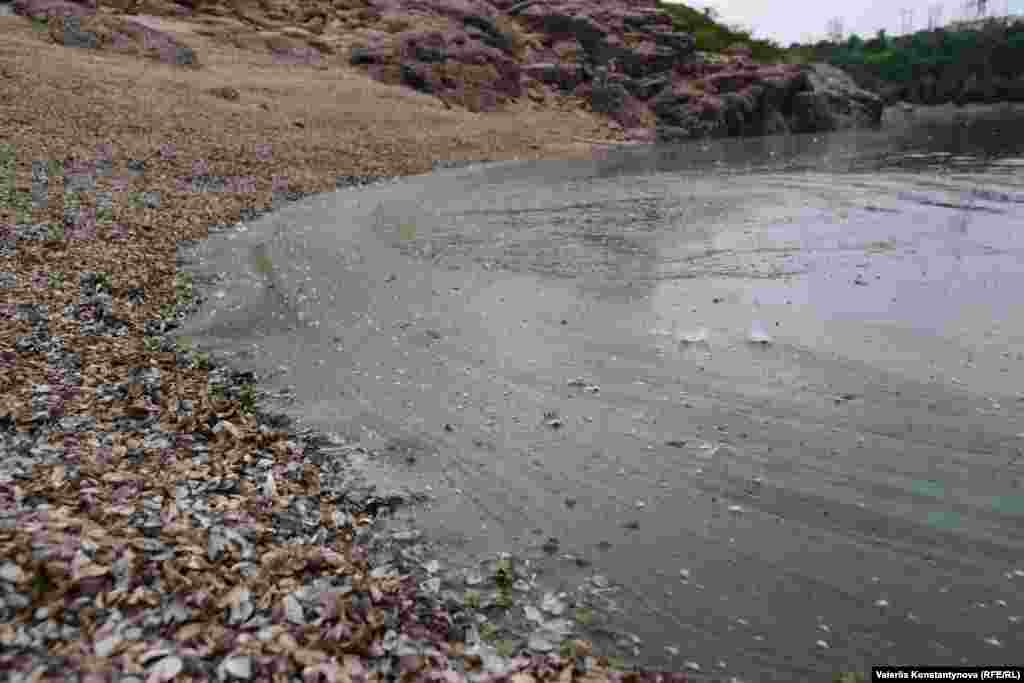Берег Дніпра засипаний мушлями  