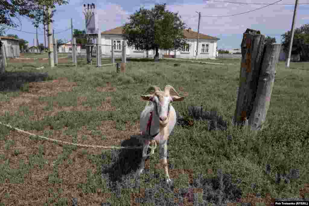 Privezana koza u Sajhinu. Kada je fotoreporter Trocenko posetio deo sela poznat kao "Šangaj", tri sredovečna muškarca su sedela na klupi i pila votku, posmatrajući kako povremeno prolaze vozovi. Na požutelom komadu novina bila je flaša votke uz jednostavnu seosku zakusku – hleb, so, krastavac i paradajz. Tri čoveka koja su želela da ćaskaju, okupila su se na maloj rođendanskoj zabavi. Slavljenik se predstavio kao Nurlan i odmah ponudio piće. "Mi ljudi iz Šangaja vas ne puštamo bez čašćenja", rekao je taj 56-godišnjak.