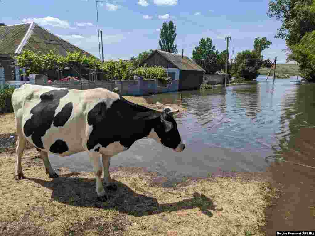 Головне – врятувати себе та худобу, кажуть жителі 