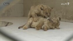 د لاهور په ژوبڼ کې دوه زمري زېږېدلي دي
 د لاهور په ژوبڼ کې دوه زمري زېږېدلي دي