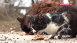 Миші в окопах та знищені ліси: поради лікаря, як убезпечитися від сказу  Миші в окопах та знищені ліси: поради лікаря, як убезпечитися від сказу