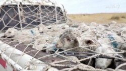 د چین یوغور شپانه په پسرلي کې مالونه غرونو ته خېژوي د چین یوغور شپانه په پسرلي کې مالونه غرونو ته خېژوي