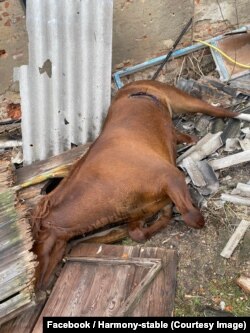 Загиблий кінь