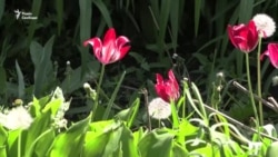 «Одна я іду і стрілянина»: історія 98-річної Лідії Степанівни, яка самотужки вийшла з Очеретиного (відео)
 «Одна я іду і стрілянина»: історія 98-річної Лідії Степанівни, яка самотужки вийшла з Очеретиного (відео)