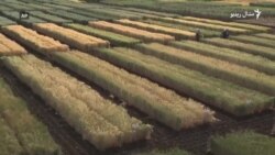 مراکش کې د وچکالۍ پر وړاندې مقاومت کوونکی فصل کرل کېږي
