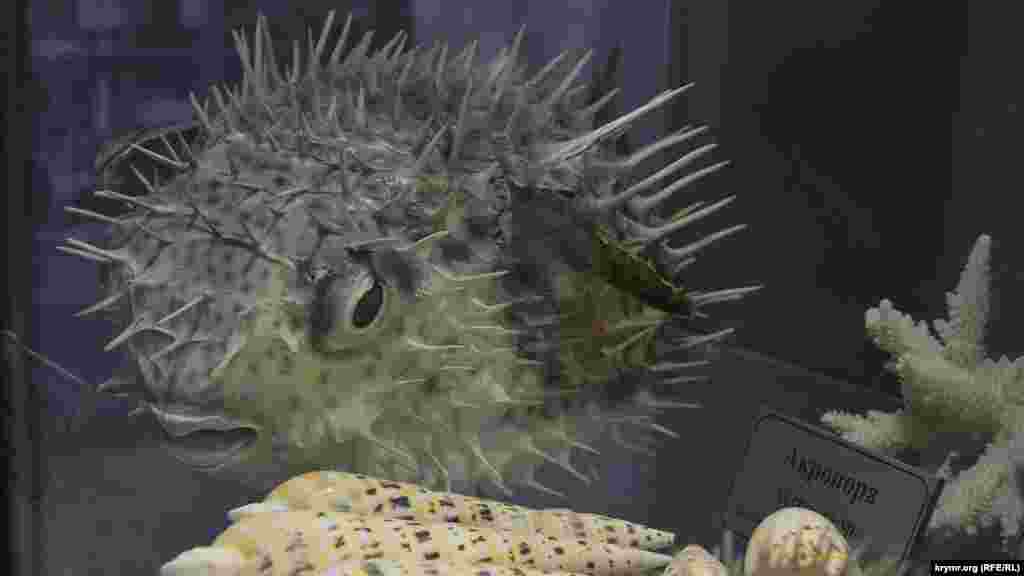 Ареал обитания рыбы-ежа в дикой природе – Атлантический, Тихий и Индийский океан. Также ее можно увидеть в Севастопольском аквариуме