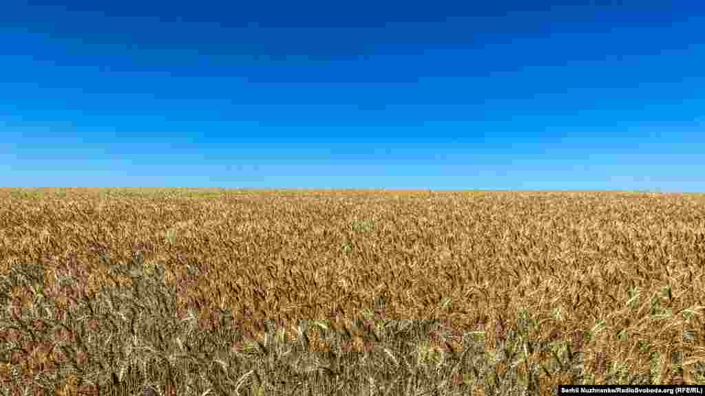 Українське небо і пшениця: кольори державного прапора України Росія напала на Україну наприкінці лютого 2014-го року, окупувавши Крим і спровокувавши бойові дії на Донбасі. 24 лютого 2022 року Росія розпочала широкомасштабну війну проти України, атакувавши одночасно по всій довжині спільного кордону і з території Білорусі.  Відсіч російської агресії триває