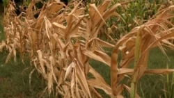 TV Liberty: Posljedice toplotnih rekorda na Zapadnom Balkanu TV Liberty: Posljedice toplotnih rekorda na Zapadnom Balkanu