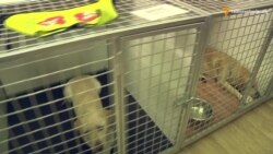 Собака-поводир, звуковий комп’ютер і пульт для транспорту Собака-поводир, звуковий комп’ютер і пульт для транспорту