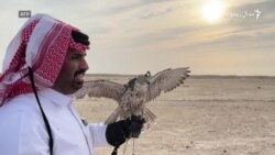 په قطر کې د مارغانو سيالۍ شوي