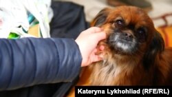 Лілія покинула країну разом із дочкою і домашнім улюбленцем