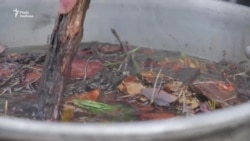 Голодомор в Україні: студенти провели найбільш масштабну акцію на Близькому Сході – відео Голодомор в Україні: студенти провели найбільш масштабну акцію на Близькому Сході – відео