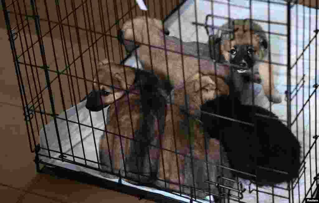 П’ятеро цуценят, знайдених на вулиці, чекають на евакуацію до притулку для тварин у Львові, Україна, 7 березня 2022 року