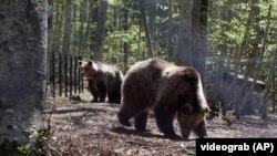 Spašeni medvjedi u Bugarskoj