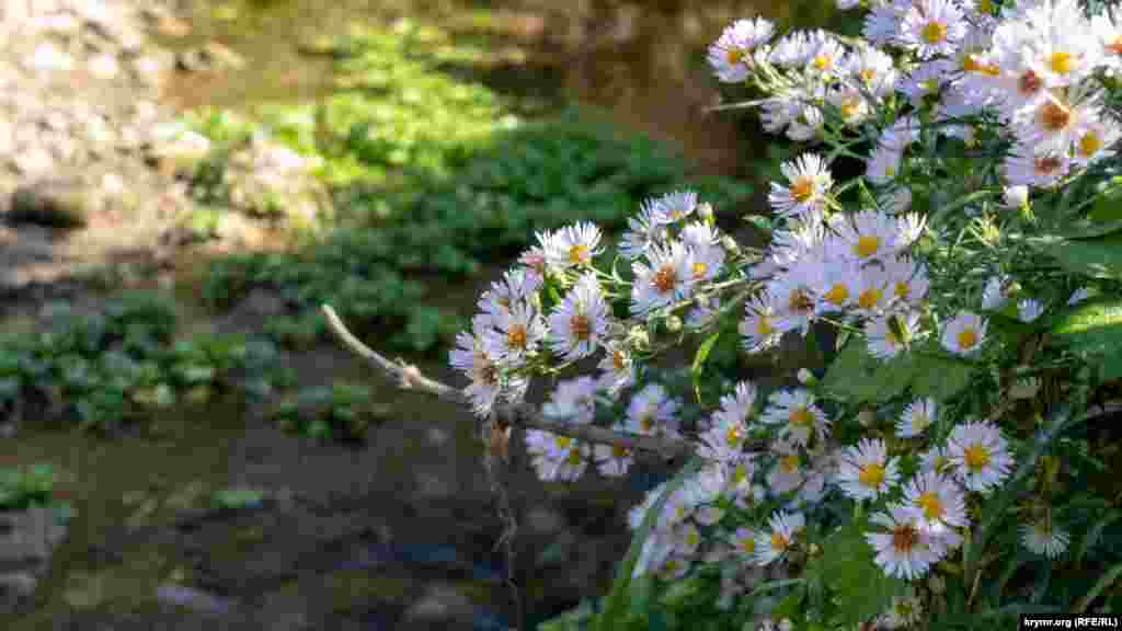 Цветы склонились над маленьким Суатканом 