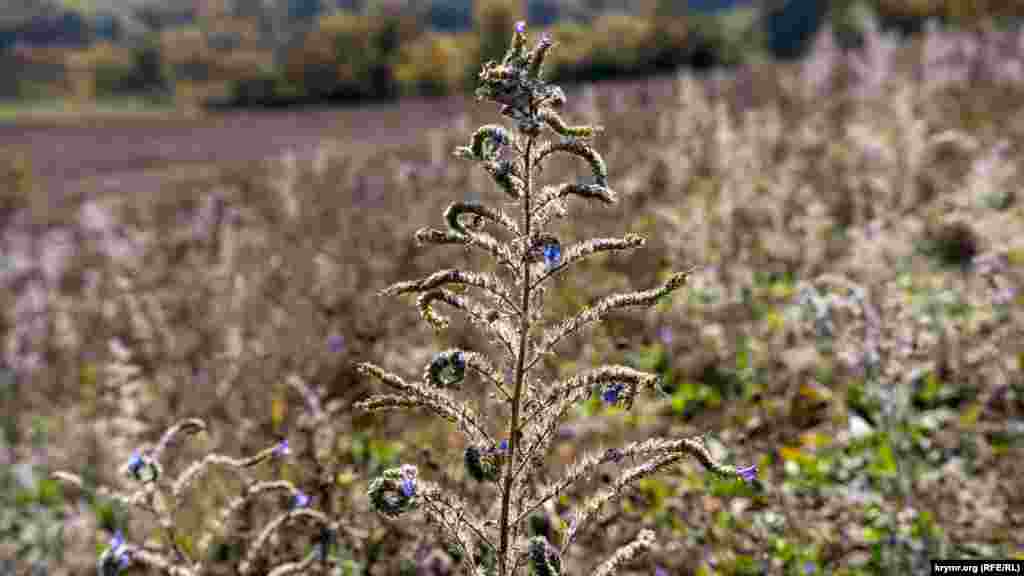 В искристых лучах утреннего октябрьского солнца 