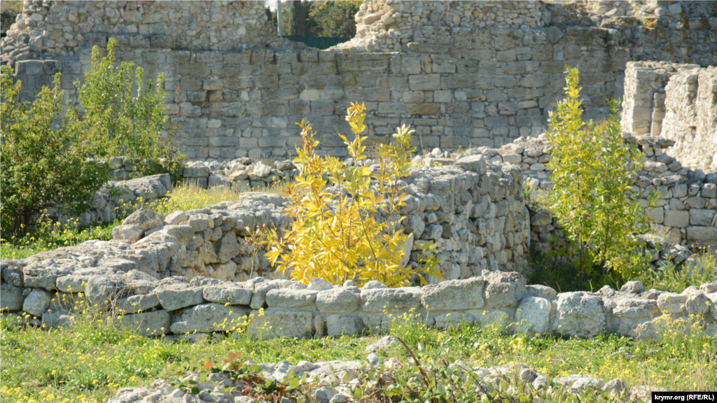 Маленькое «дикое» деревцо покрылось осенней позолотой, оно выделяется на фоне вечнозеленых насаждений, посаженых садовниками заповедника