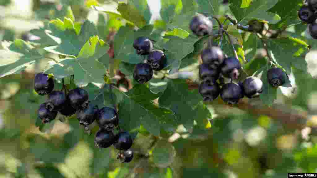 Созревает черный боярышник 