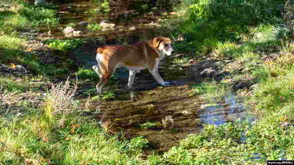 Сельский пес легко преодолевает реку Суаткан вброд 