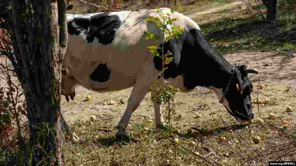  В диковинном глэмпингов их привлекает лишь лакомство – яблоки 