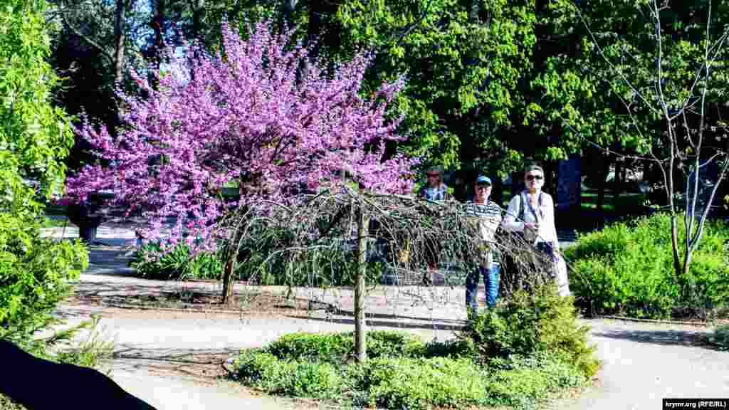 Ще одна визначна пам'ятка саду – квітуча сакура
