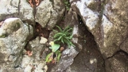 Директор Карпатського біосферного заповідника з наукової роботи Василь Покиньчереда Директор Карпатського біосферного заповідника з наукової роботи Василь Покиньчереда