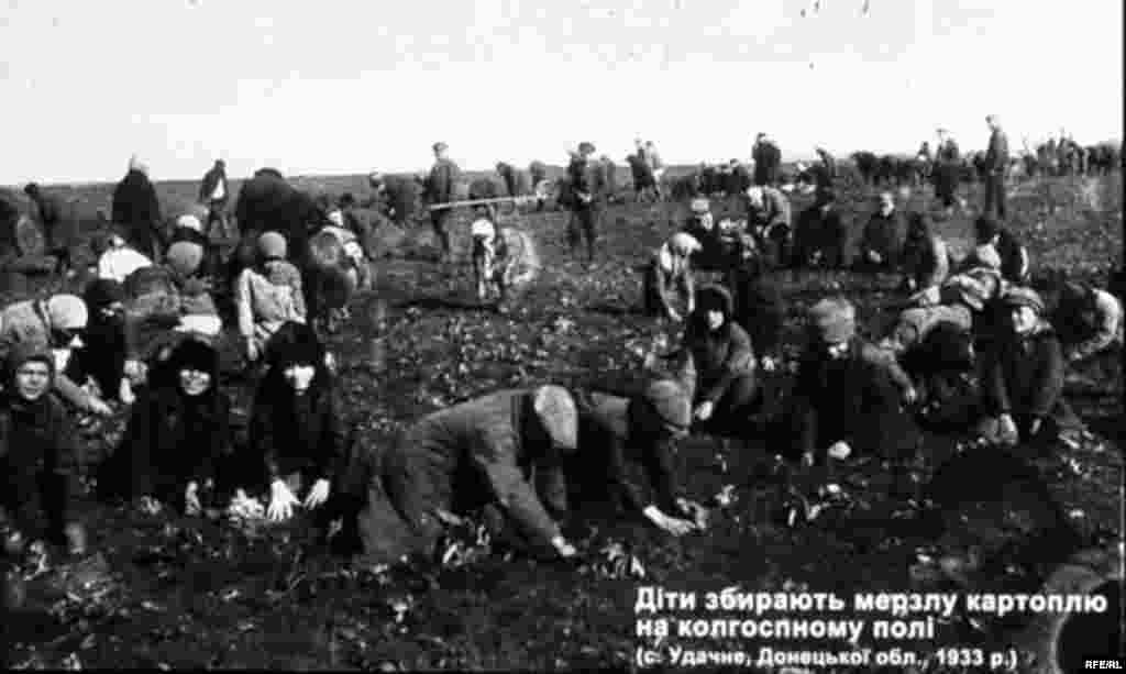 Діти збирають мерзлу картоплю на колгоспному полі. (с. Удачне, Донецької обл., 1933 р.) - Голодомор, голод, 1933