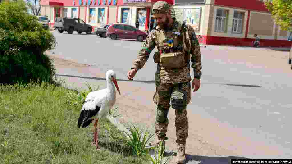 Лелека, якого військові назвали «Байрактар», Харківська область, 1 травня 2022 року