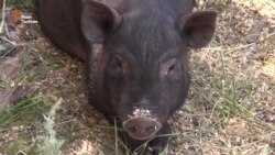 Військовослужбовці обживаються у прифронтовому Кримському після ротації (відео) Військовослужбовці обживаються у прифронтовому Кримському після ротації (відео)