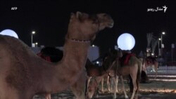 د قطر د ملي ورځې مېلې لپاره تیاری روان دی د قطر د ملي ورځې مېلې لپاره تیاری روان دی