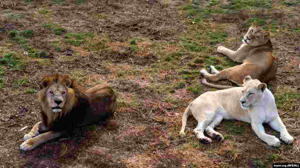 Прайд в ожидании съестных подачек от посетителей «Тайгана»