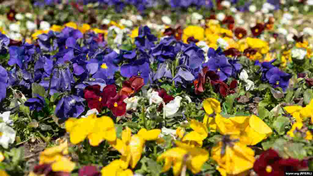 Живой ковер из фиалки «виолы виттрока» на площади Ленина