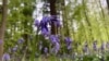 Bluebell forests can be a peaceful haven in stressful times 