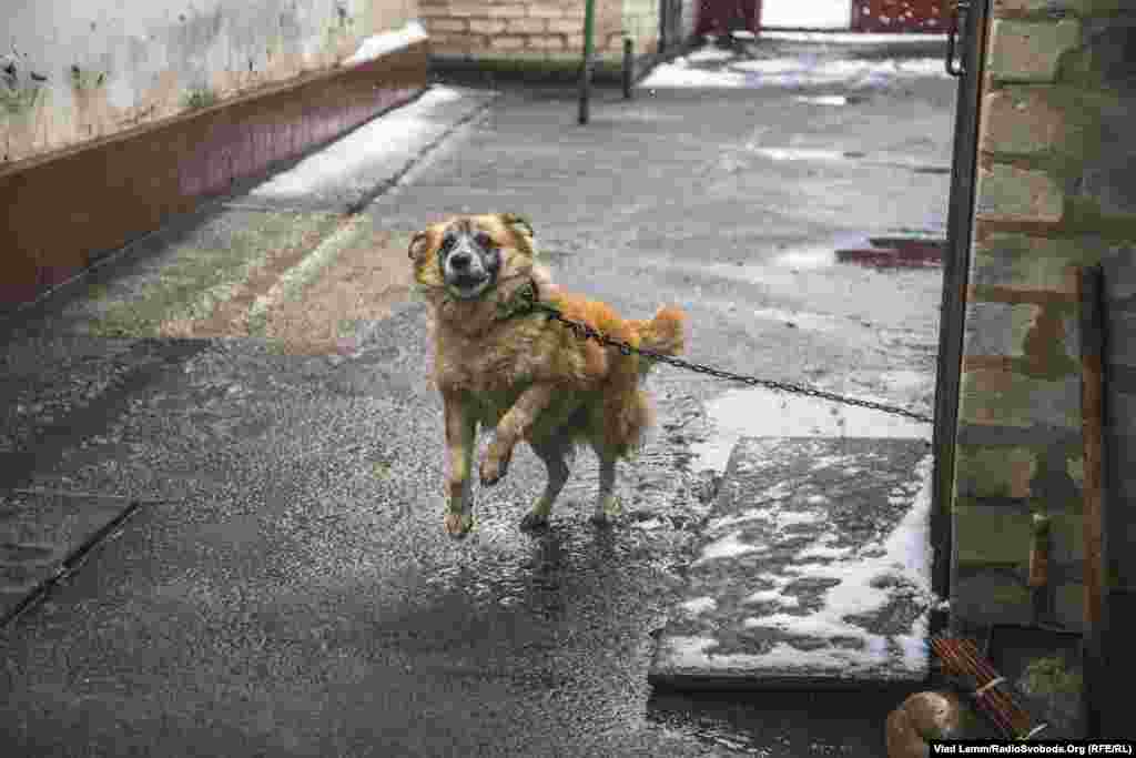 Пес Олександра Івановича та Ольги Володимирівни на прізвисько Мушка, – мабуть, найбільш життєрадісний житель Первомайського – живе у їхньому дворі